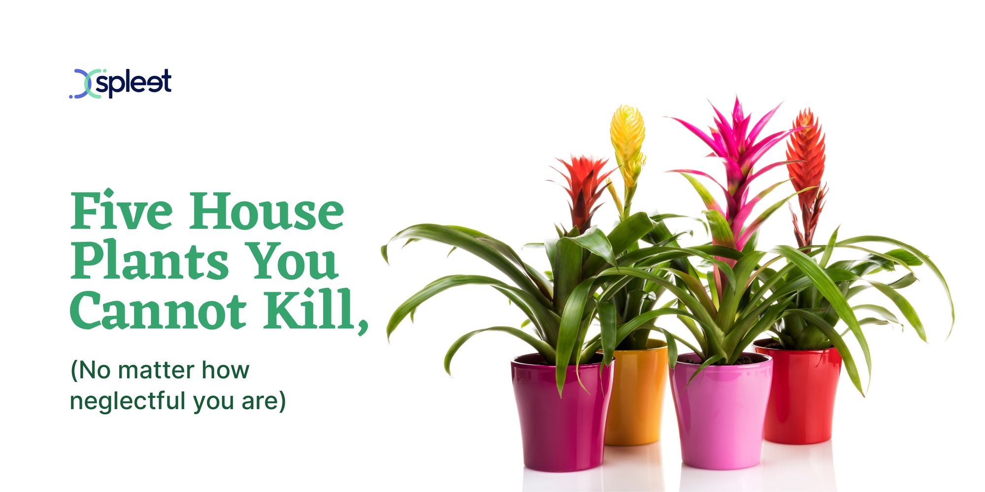 Five House Plants You Cannot Kill, (No Matter How Neglectful You Are)